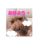 愛犬だんごスタンプ（個別スタンプ：8）