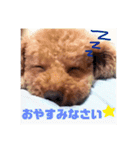 愛犬だんごスタンプ（個別スタンプ：9）