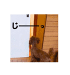 愛犬だんごスタンプ（個別スタンプ：10）