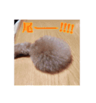 愛犬だんごスタンプ（個別スタンプ：13）