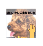 愛犬だんごスタンプ（個別スタンプ：15）