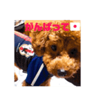 愛犬だんごスタンプ（個別スタンプ：16）