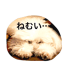 山内ティアラ（個別スタンプ：2）