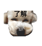 山内ティアラ（個別スタンプ：8）