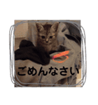 うちのねこ a＆h（個別スタンプ：4）