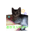 うちのねこ a＆h（個別スタンプ：8）