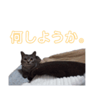 うちのねこ a＆h（個別スタンプ：27）