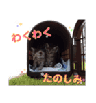 うちのねこ a＆h（個別スタンプ：33）