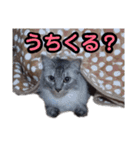 うちのねこ a＆h（個別スタンプ：35）