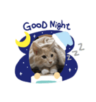 うちのにゃーんこ（個別スタンプ：3）