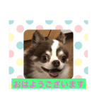 チワワのもぐ太（個別スタンプ：1）