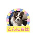 チワワのもぐ太（個別スタンプ：2）