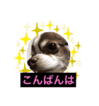 チワワのもぐ太（個別スタンプ：3）