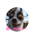 チワワのもぐ太（個別スタンプ：7）