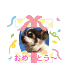 チワワのもぐ太（個別スタンプ：20）
