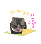さば白ネコの日常スタンプ（個別スタンプ：17）