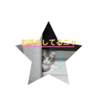さば白ネコの日常スタンプ（個別スタンプ：19）