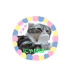 さば白ネコの日常スタンプ（個別スタンプ：23）