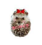 ハリネズミサリー3（個別スタンプ：1）