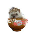 ハリネズミサリー3（個別スタンプ：4）