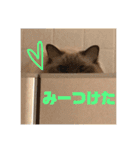 ラグドール COCO（個別スタンプ：9）