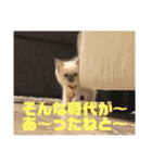 ラグドール COCO（個別スタンプ：11）