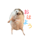 ハリネズミのちんく君（個別スタンプ：1）