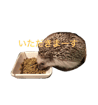 ハリネズミのちんく君（個別スタンプ：3）