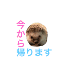 ハリネズミのちんく君（個別スタンプ：4）