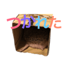 ハリネズミのちんく君（個別スタンプ：8）
