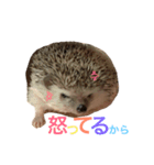 ハリネズミのちんく君（個別スタンプ：10）