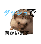 ハリネズミのちんく君（個別スタンプ：11）