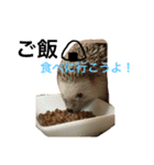 ハリネズミのちんく君（個別スタンプ：12）
