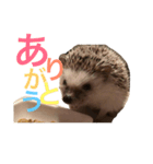 ハリネズミのちんく君（個別スタンプ：13）