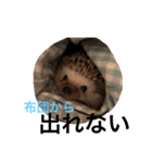 ハリネズミのちんく君（個別スタンプ：16）