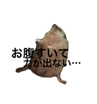 ハリネズミのちんく君（個別スタンプ：18）