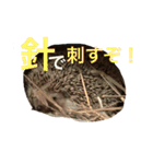 ハリネズミのちんく君（個別スタンプ：21）