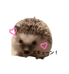 ハリネズミのちんく君（個別スタンプ：22）
