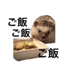 ハリネズミのちんく君（個別スタンプ：23）