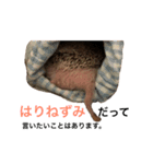 ハリネズミのちんく君（個別スタンプ：25）