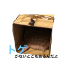 ハリネズミのちんく君（個別スタンプ：30）