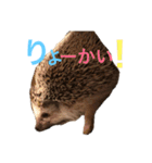 ハリネズミのちんく君（個別スタンプ：37）