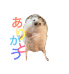 ハリネズミのちんく君（個別スタンプ：40）