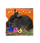 きゃおるふぁみりー（個別スタンプ：8）