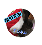 きゃおるふぁみりー（個別スタンプ：9）