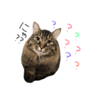 猫なるのスタンプ2（個別スタンプ：1）