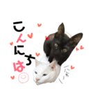 猫なるのスタンプ2（個別スタンプ：4）