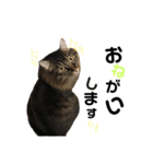 猫なるのスタンプ2（個別スタンプ：12）