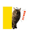 猫なるのスタンプ2（個別スタンプ：13）
