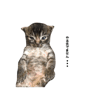 猫なるのスタンプ2（個別スタンプ：17）
